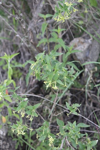Bouvardia glabra, photographed by José Belem Hernández Díaz