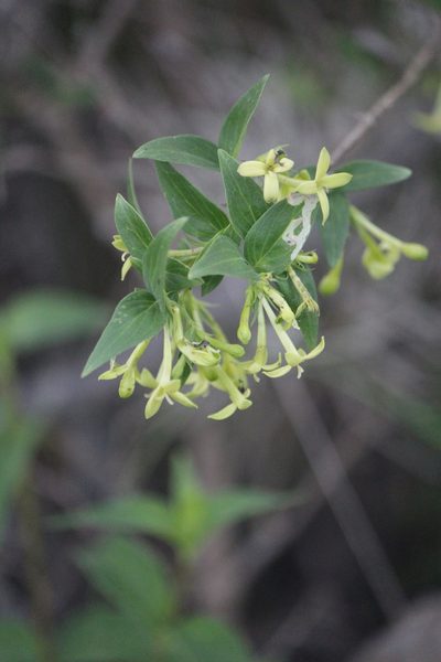 Bouvardia glabra, photographed by José Belem Hernández Díaz