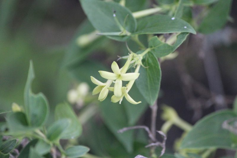 Bouvardia glabra, photographed by José Belem Hernández Díaz