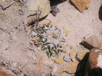 Ariocarpus kotschoubeyanus, photographed by Raúl Ernestoo