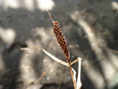 Carex flagellifera, photographed by Bruce Calvert