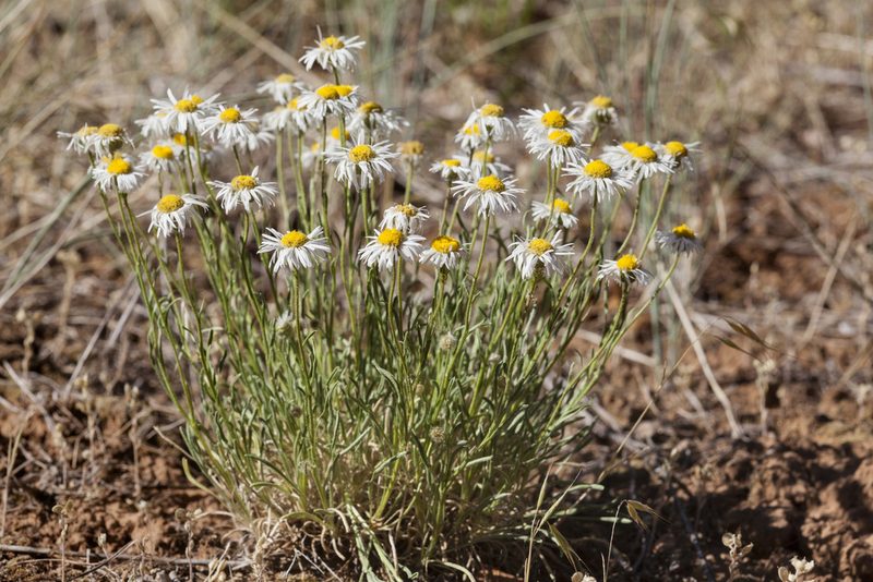 Erigeron engelmannii, photographed by Cecelia Alexander