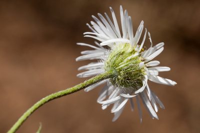 Erigeron engelmannii, photographed by Cecelia Alexander