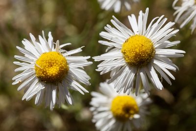 Erigeron engelmannii, photographed by Cecelia Alexander