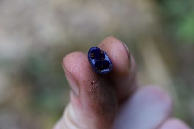 Coccocypselum hirsutum, photographed by Alan Rockefeller