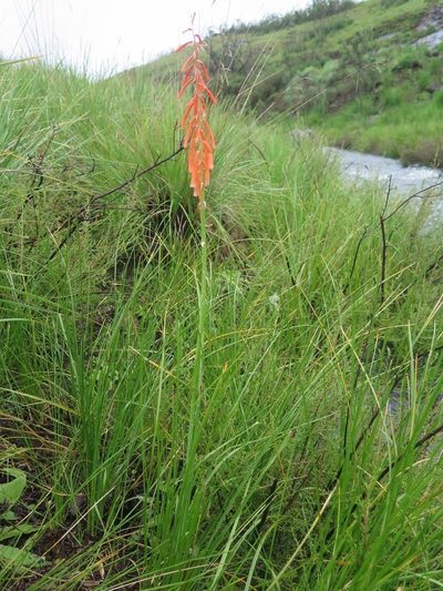 Kniphofia angustifolia, photographed by Suvarna Parbhoo Mohan