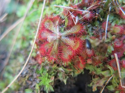 Drosera natalensis, photographed by Suvarna Parbhoo Mohan