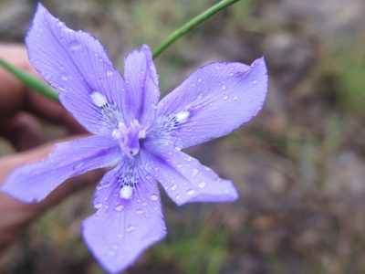 Moraea inclinata, photographed by Suvarna Parbhoo Mohan
