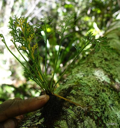 Asplenium theciferum