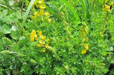 Crotalaria dura, photographed by Suvarna Parbhoo Mohan
