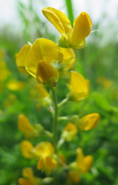 Crotalaria dura, photographed by Suvarna Parbhoo Mohan