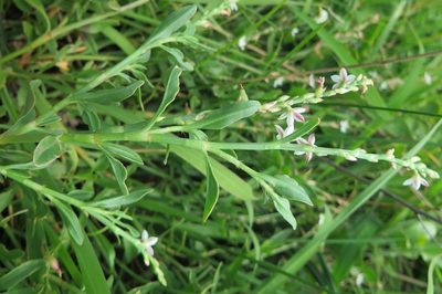 Oxygonum dregeanum, photographed by Suvarna Parbhoo Mohan