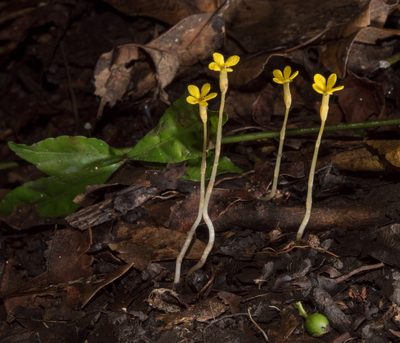 Voyria flavescens, photographed by Alan Rockefeller