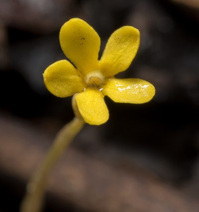 Voyria flavescens, photographed by Alan Rockefeller