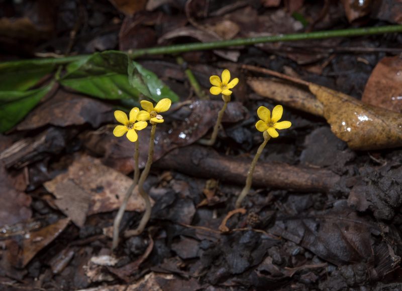 Voyria flavescens, photographed by Alan Rockefeller
