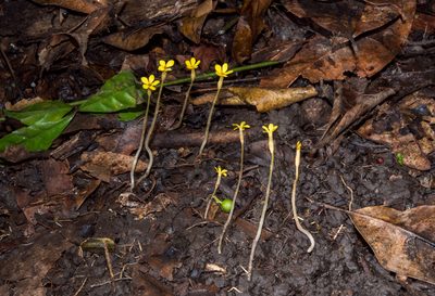 Voyria flavescens, photographed by Alan Rockefeller