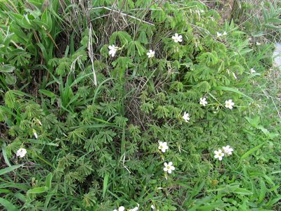 Oxalis decaphylla, photographed by Oscar Alejandro Morales Juárez