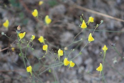 Linaria spartea, photographed by Santiago Soto Maurer