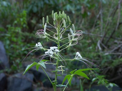 Tarenaya longicarpa, photographed by Macelo Costa
