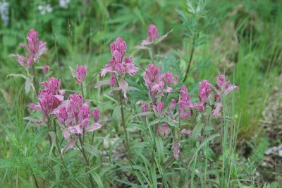Castilleja raupii, photographed by Syd Cannings
