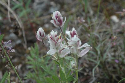 Castilleja raupii, photographed by Syd Cannings
