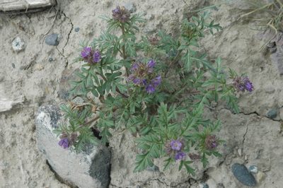 Phacelia franklinii, photographed by Syd Cannings
