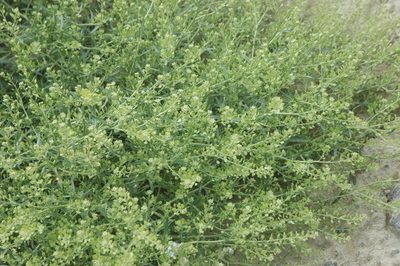 Lepidium ramosissimum, photographed by Syd Cannings