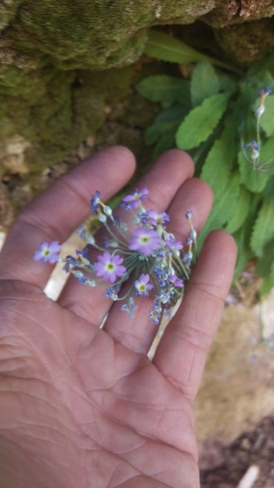 Primula specuicola, photographed by Isaac Krone