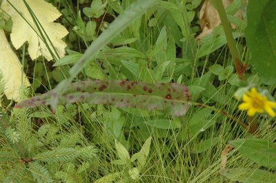 Rumex occidentalis, photographed by Syd Cannings