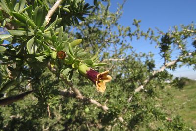 Lycium afrum, photographed by Paul Emms