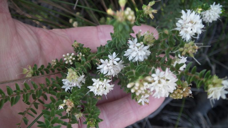 Agathosma planifolia, photographed by Shaun Swanepoel