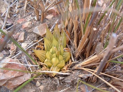 Haworthia mirabilis, photographed by Klaus Wehrlin