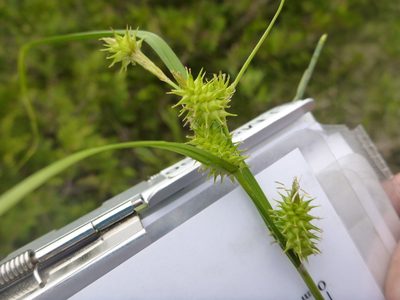 Carex cryptolepis, photographed by Jenn (McPhee) Dyson