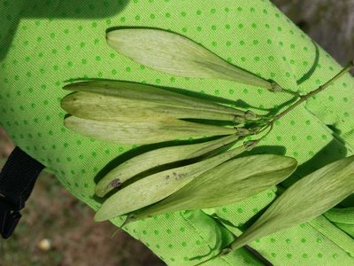 Fraxinus profunda, photographed by Zihao Wang