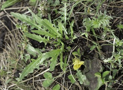 Oenothera flava, photographed by Craig Martin