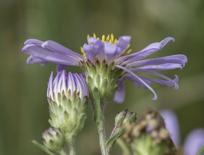 Symphyotrichum ascendens