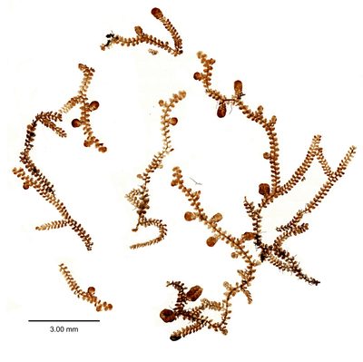 Frullania rostrata, photographed by Peter de Lange