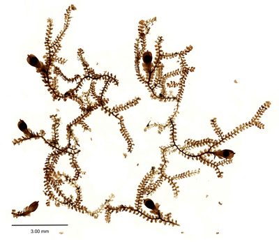 Frullania rostrata, photographed by Peter de Lange