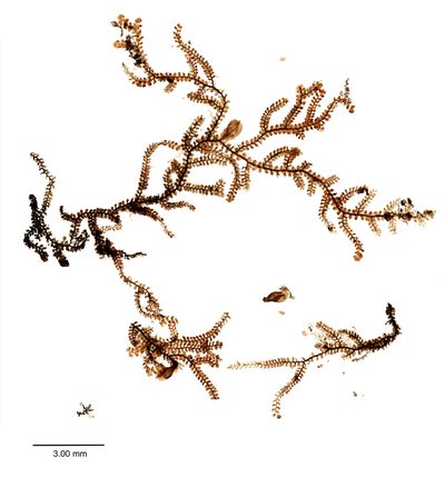 Frullania rostrata, photographed by Peter de Lange
