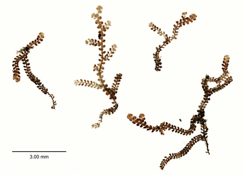 Frullania rostrata, photographed by Peter de Lange