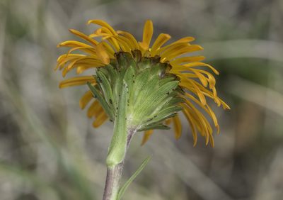 Pyrrocoma crocea, photographed by Craig Martin