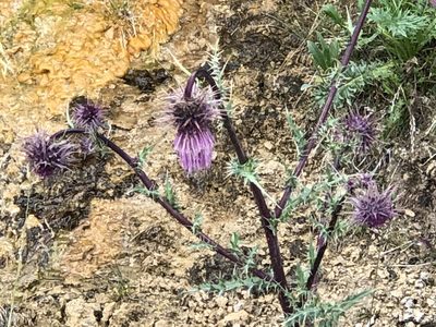 Cirsium vinaceum, photographed by CK2AZ