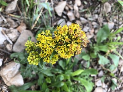 Solidago simplex, photographed by CK2AZ