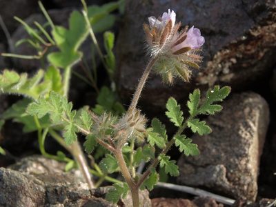 Phacelia cryptantha, photographed by Jim Morefield