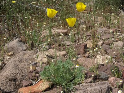 Eschscholzia glyptosperma, photographed by Jim Morefield