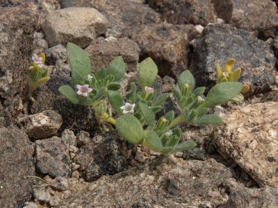 Nama pusilla, photographed by Jim Morefield