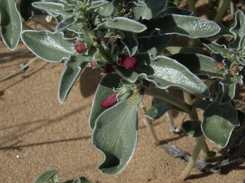 Penstemon albomarginatus, photographed by Jim Morefield