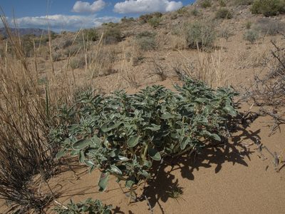 Penstemon albomarginatus, photographed by Jim Morefield