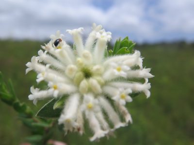 Lasiosiphon calocephalus, photographed by Suvarna Parbhoo Mohan