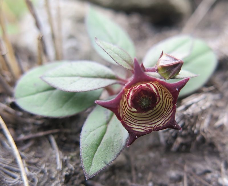 Ceropegia modestantha, photographed by Suvarna Parbhoo Mohan